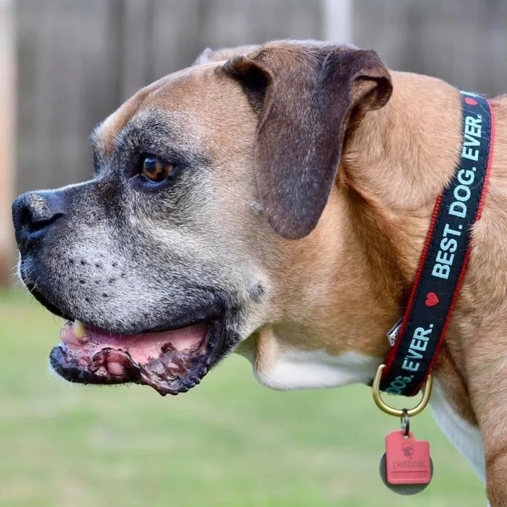 Collar | Best. Dog. Ever.